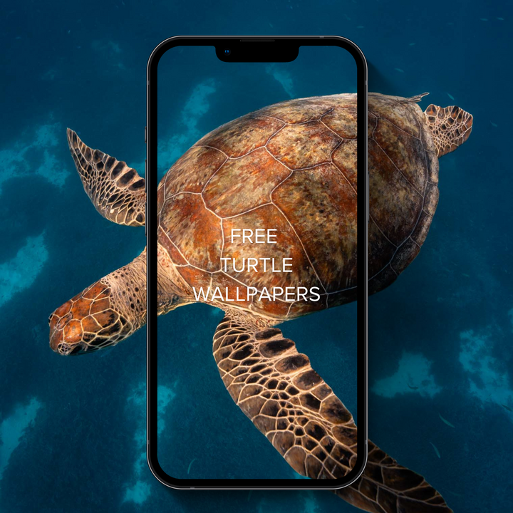 FREE Turtle Phone Wallpapers