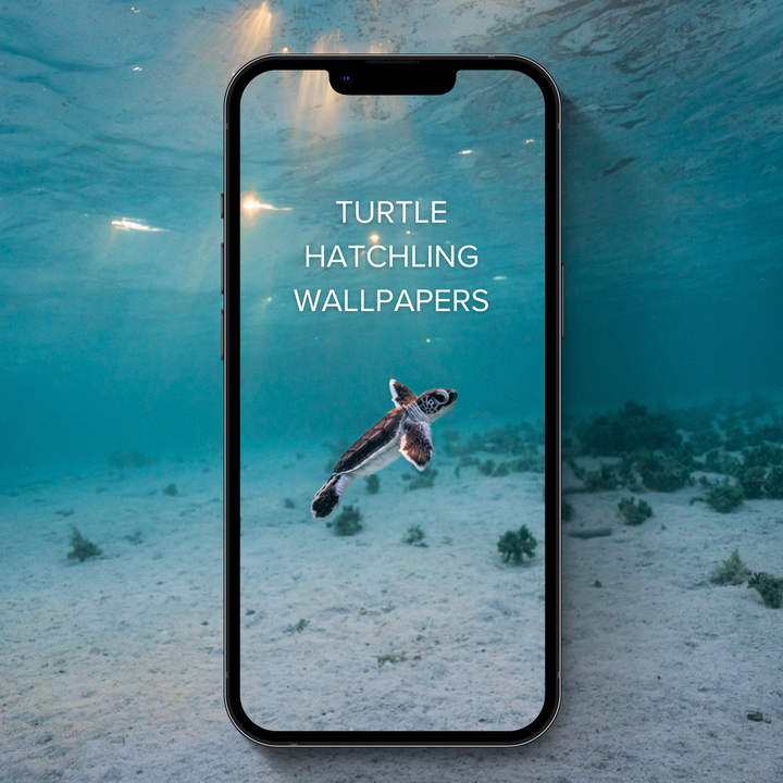 Turtle Hatchling Phone Wallpapers