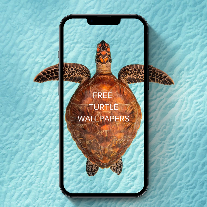 FREE Turtle Phone Wallpapers