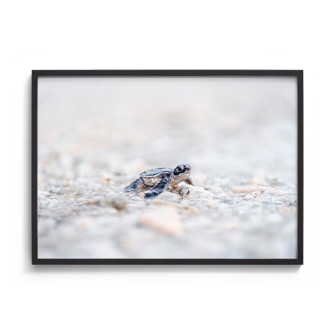 Almost There - Green Turtle Hatchling
