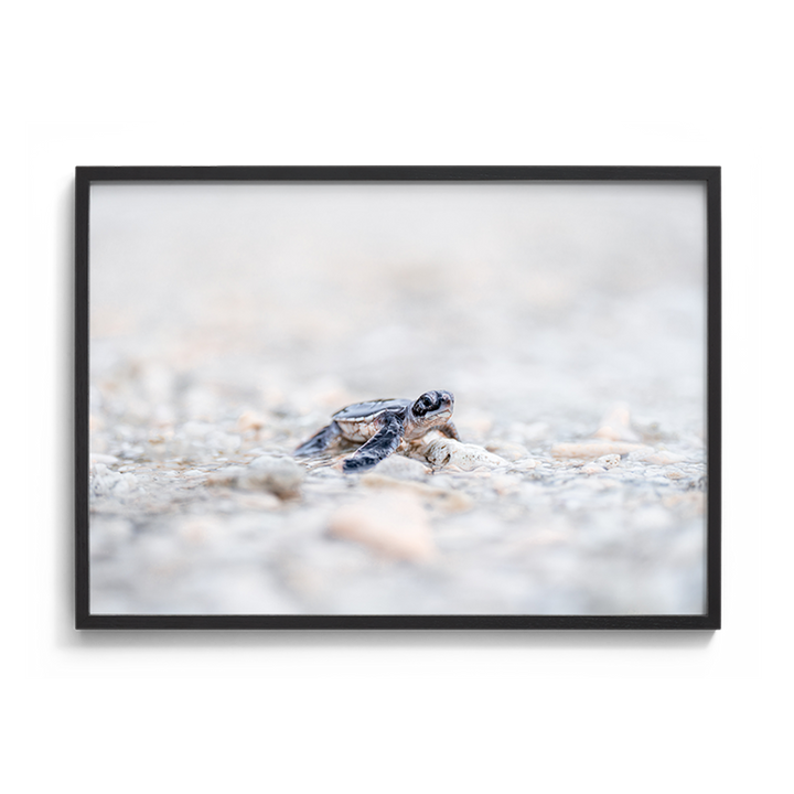 Almost There - Green Turtle Hatchling