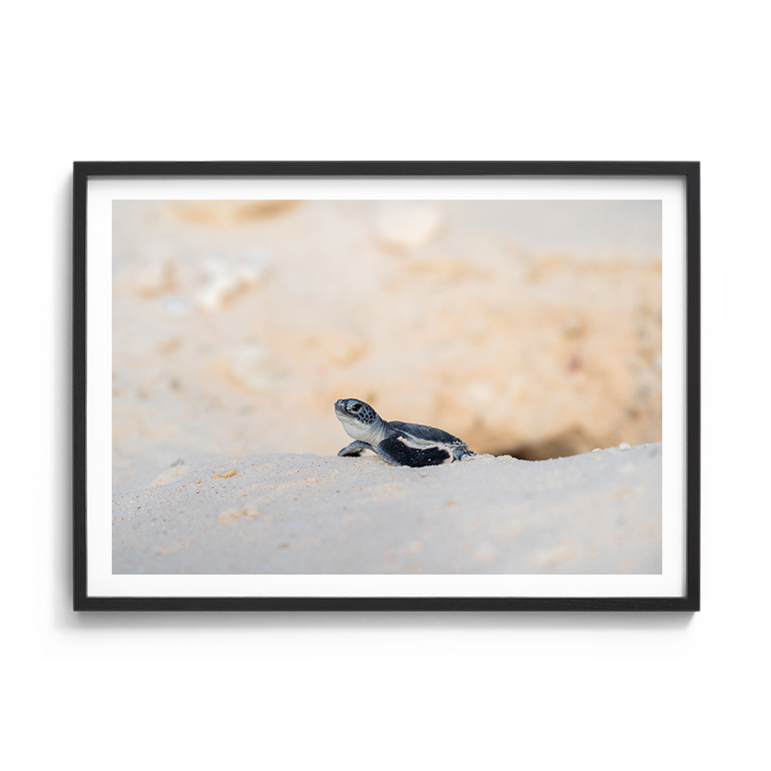 In Awe of the World - Green Turtle Hatchling