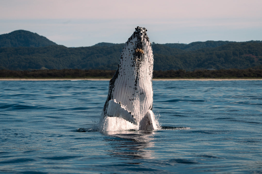Sunset Whale Watching Workshop - Byron Bay