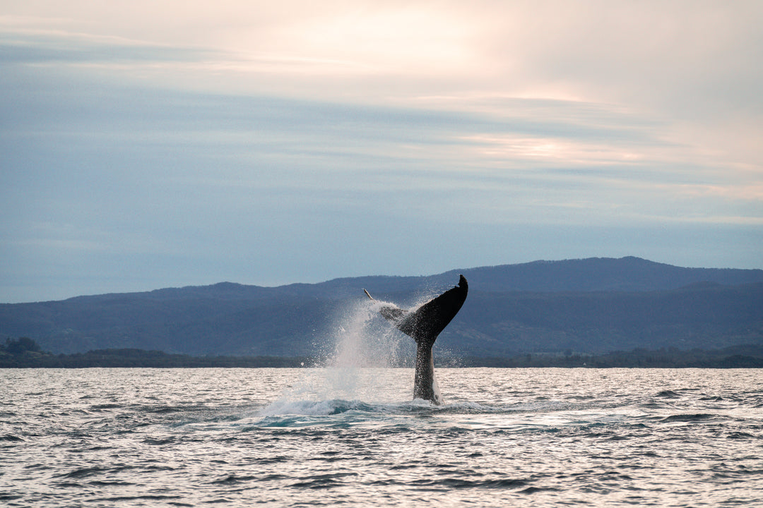 Sunset Whale Watching Workshop - Byron Bay