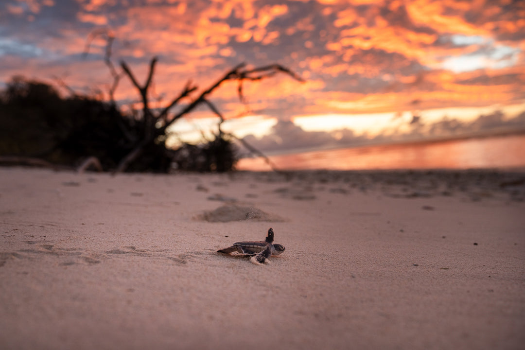 Perfect Beginning - Green Turtle Hatchling