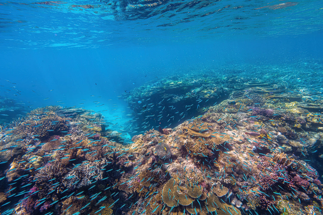 Heron Island - Turtle Hatchlings Workshop - March 2025