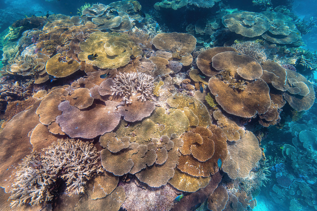 Heron Island - Turtle Hatchlings Workshop - March 2025