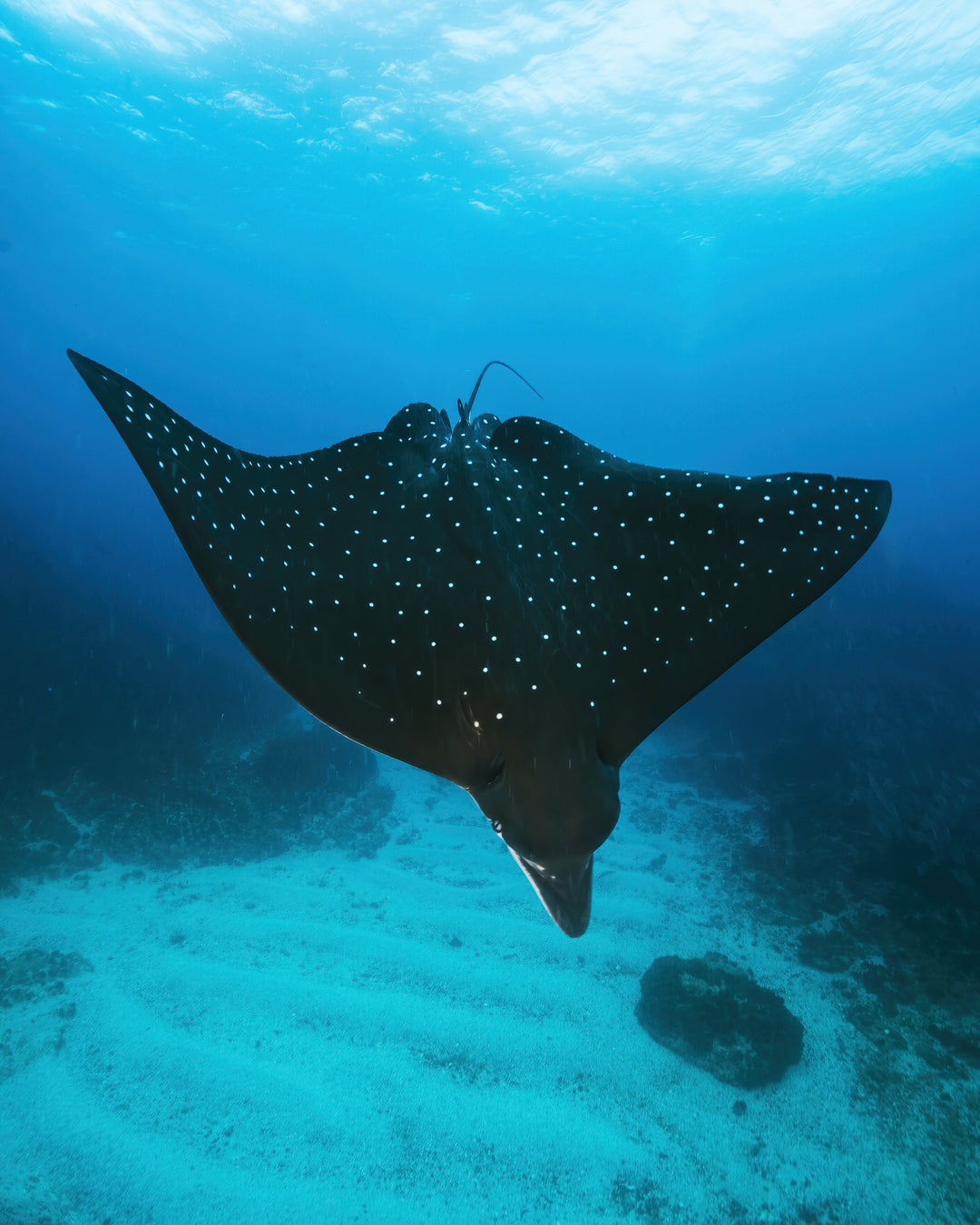 Julian Rocks Leopard Shark and Manta Ray Workshop