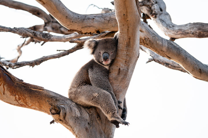 Kangaroo Island - The Australian Galapagos Workshop - May 2025