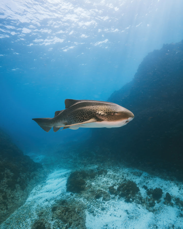 Julian Rocks Leopard Shark and Manta Ray Workshop