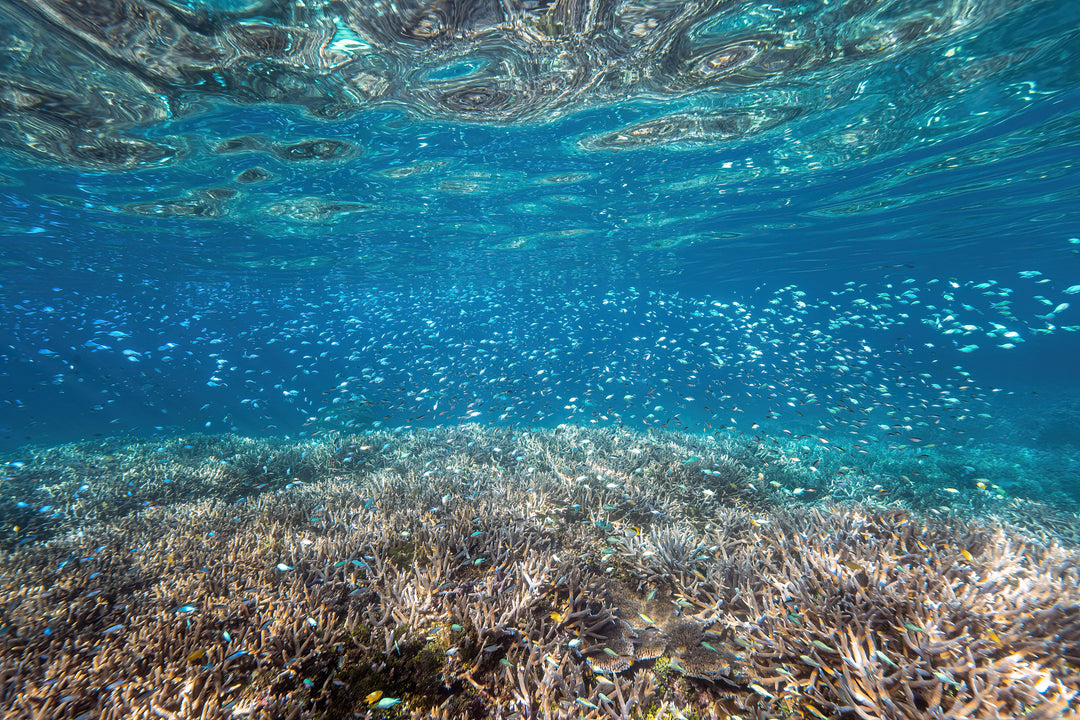 Heron Island - Turtle Hatchlings Workshop - March 2025