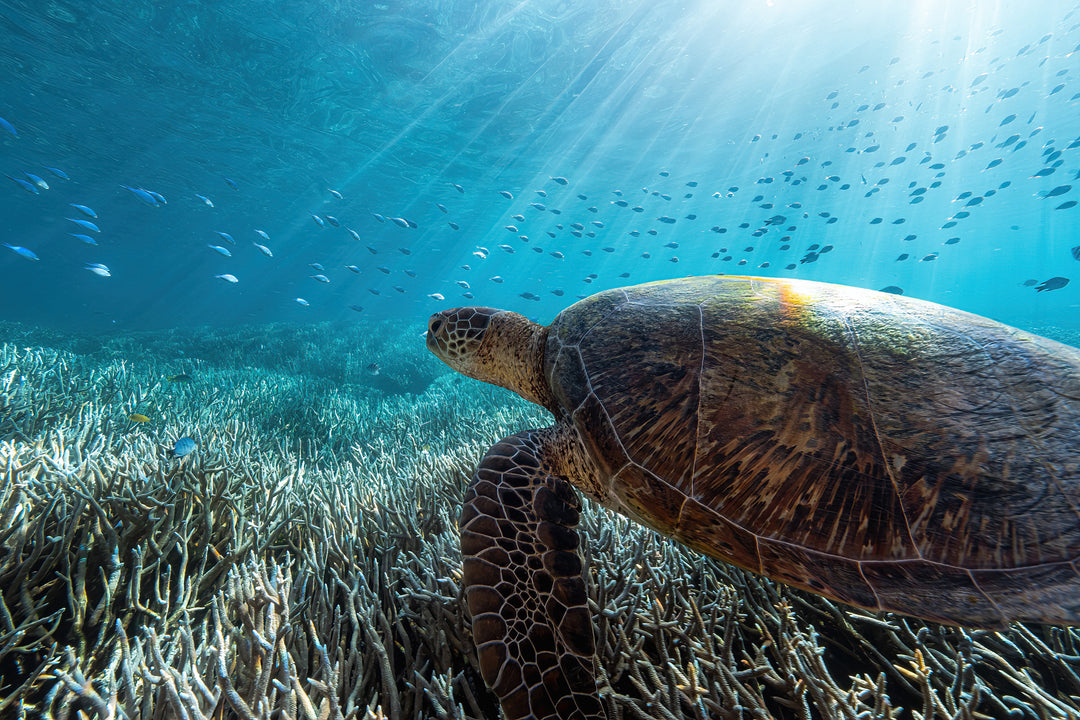 Heron Island - Turtle Hatchlings Workshop - March 2025