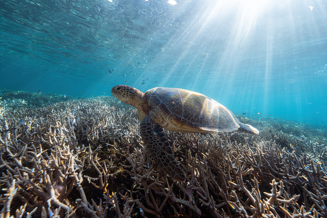 Heron Island - Turtle Hatchlings Workshop - March 2025