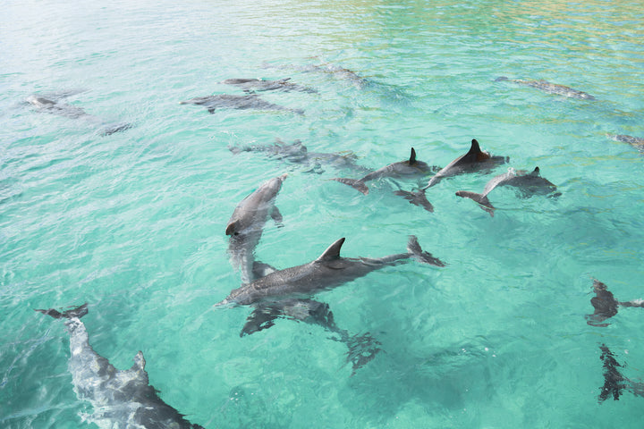 Kangaroo Island - The Australian Galapagos Workshop - May 2025