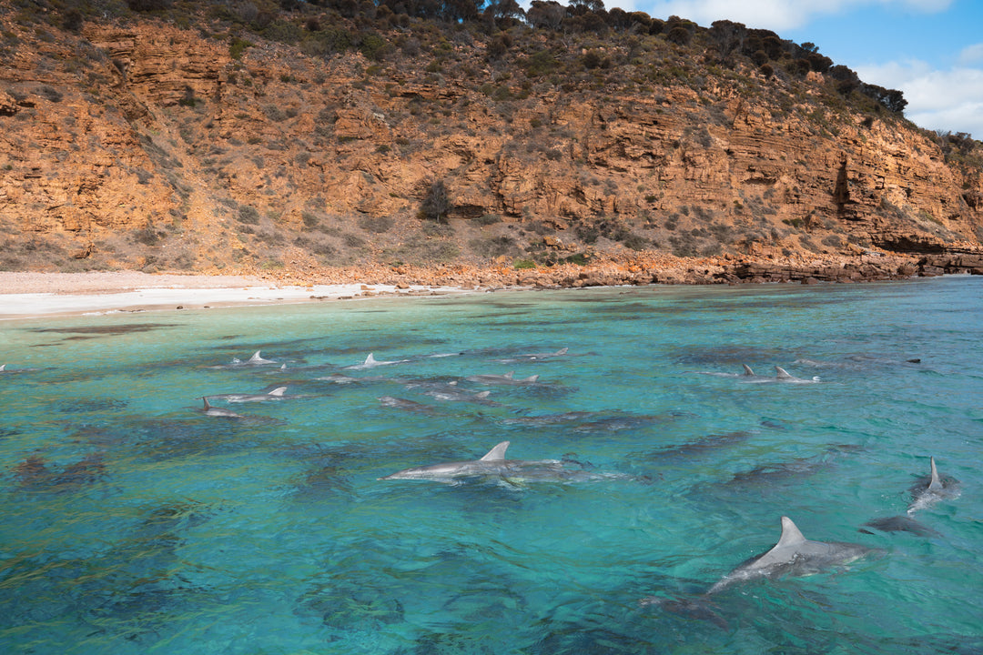 Kangaroo Island - The Australian Galapagos Workshop - May 2025