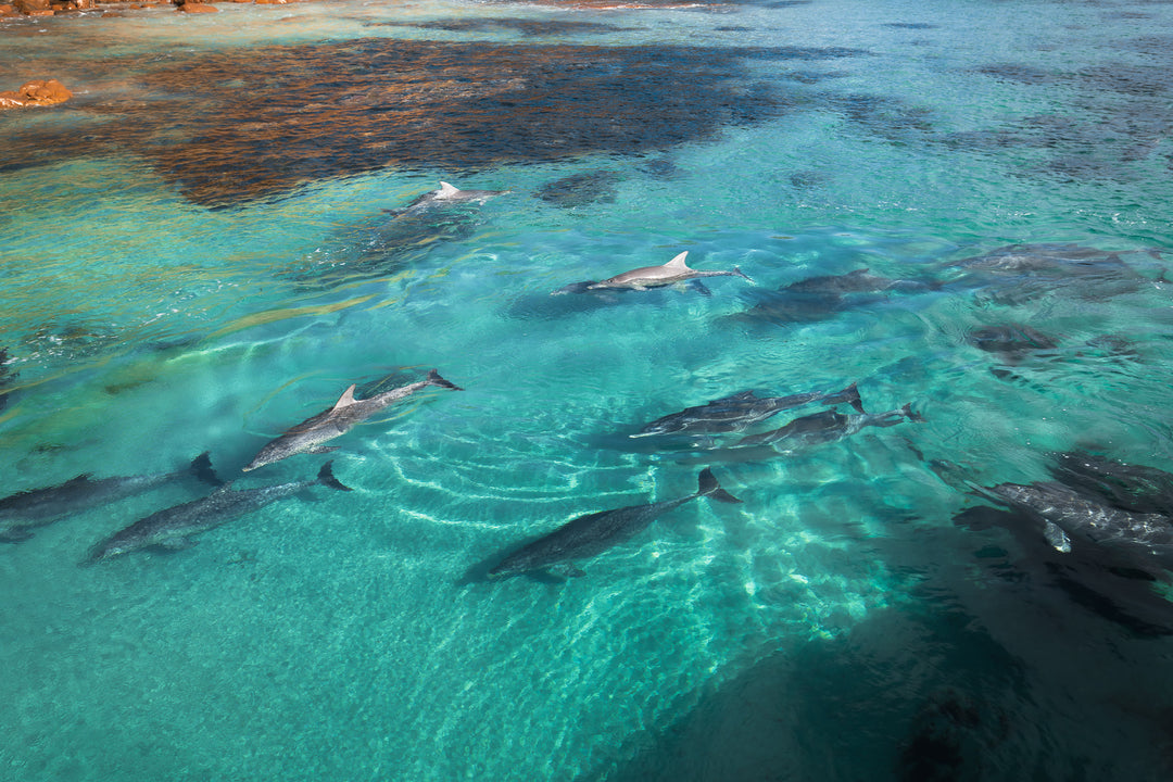 Kangaroo Island - The Australian Galapagos Workshop - May 2025