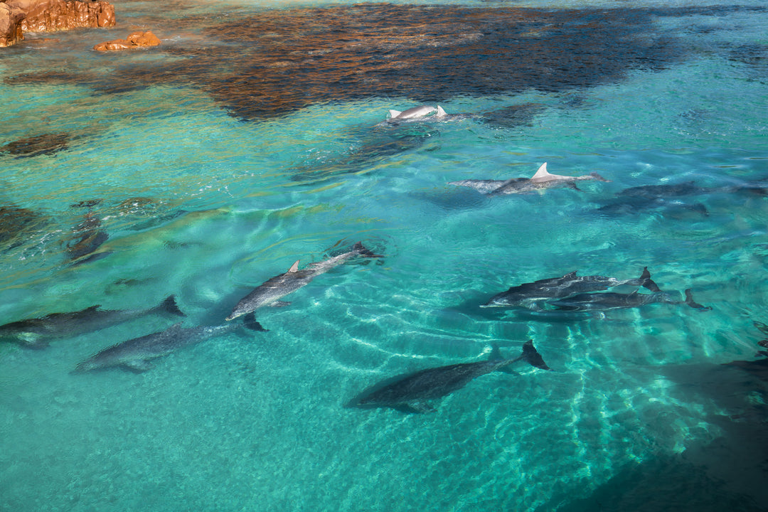 Kangaroo Island - The Australian Galapagos Workshop - May 2025