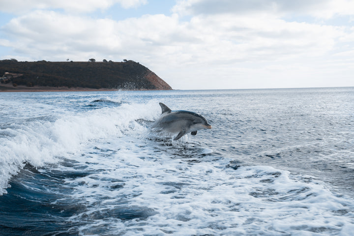 Kangaroo Island - The Australian Galapagos Workshop - May 2025