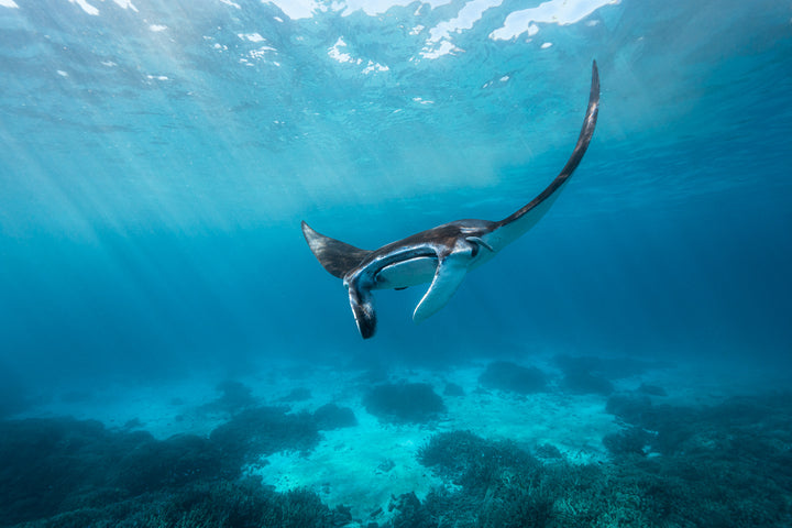 Lady Elliot Island Photography Workshop - February 2025