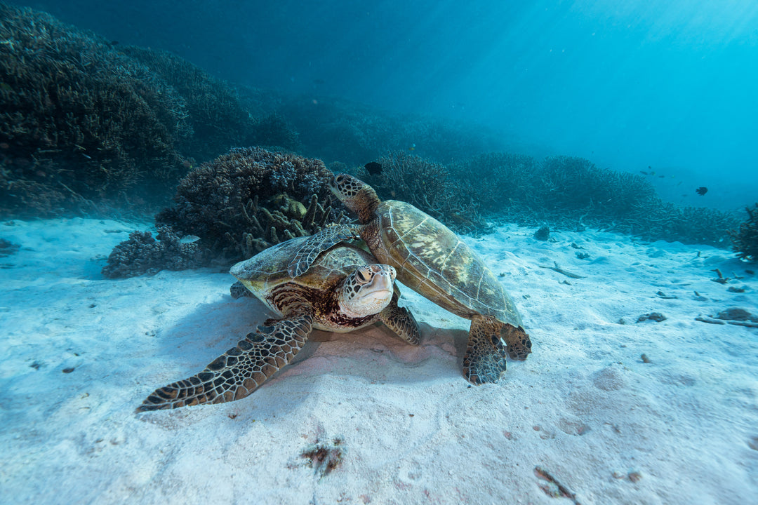 Heron Island - Turtle Hatchlings Workshop - March 2025