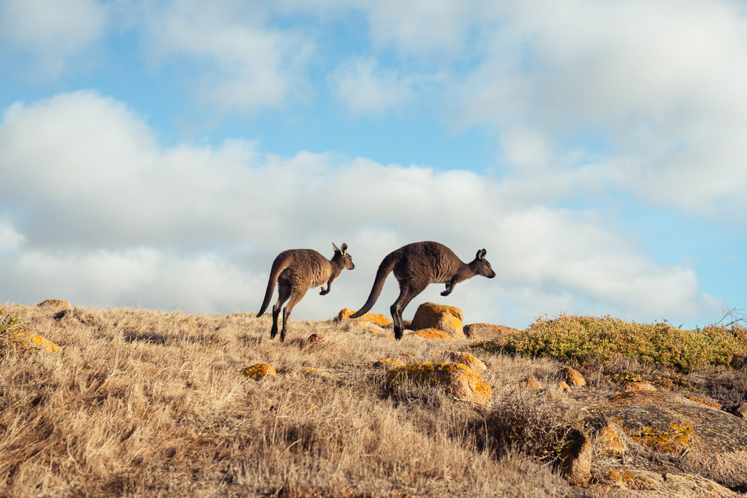 Kangaroo Island - The Australian Galapagos Workshop - May 2025