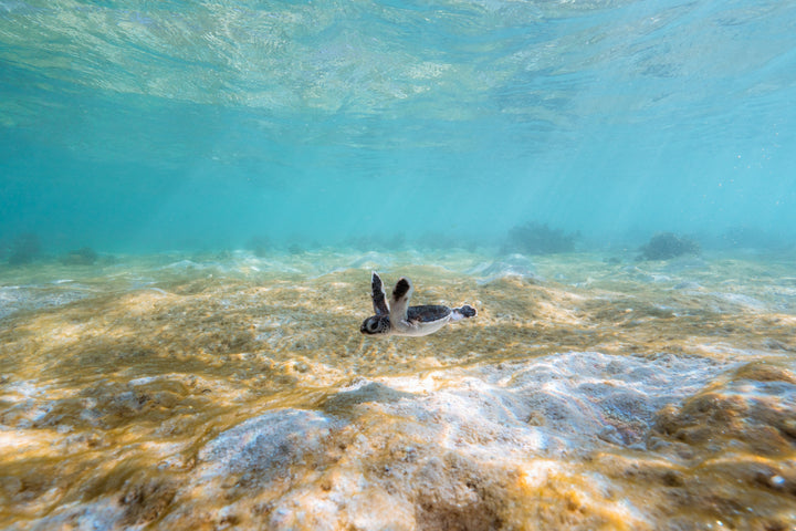 Heron Island - Turtle Hatchlings Workshop - March 2025