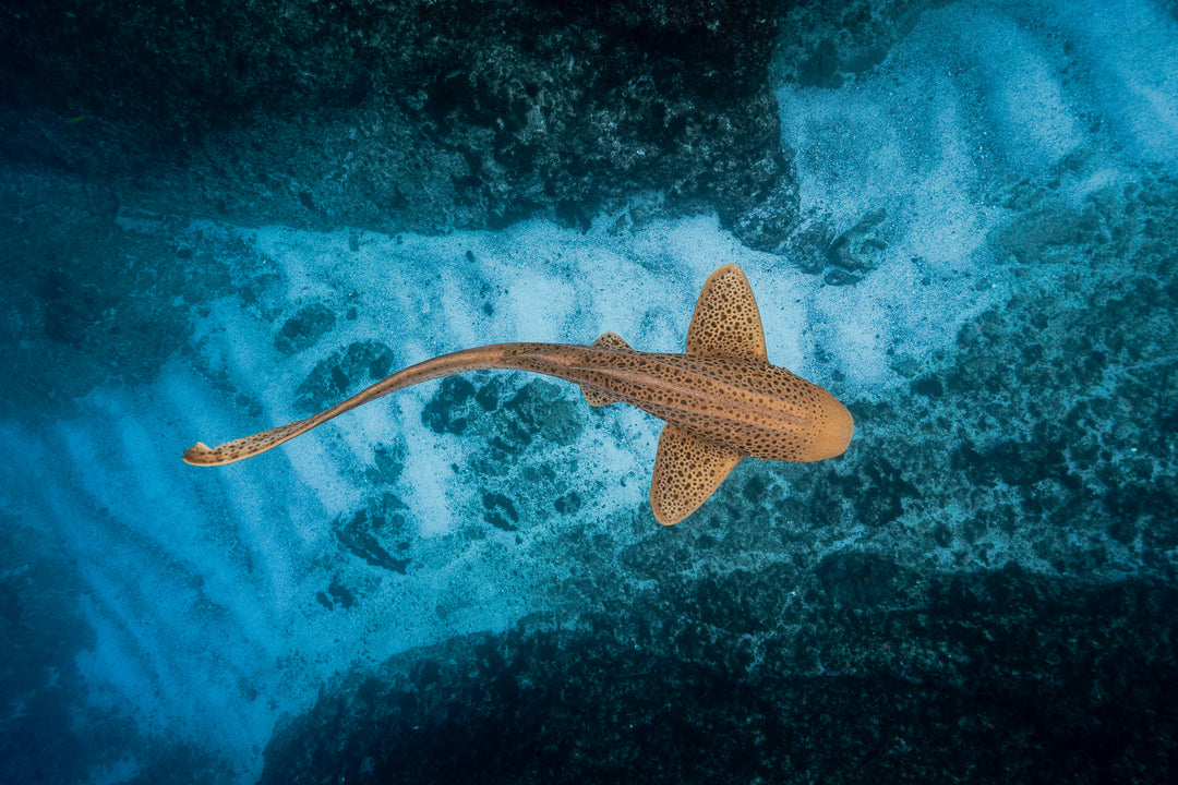 Julian Rocks Leopard Shark and Manta Ray Workshop