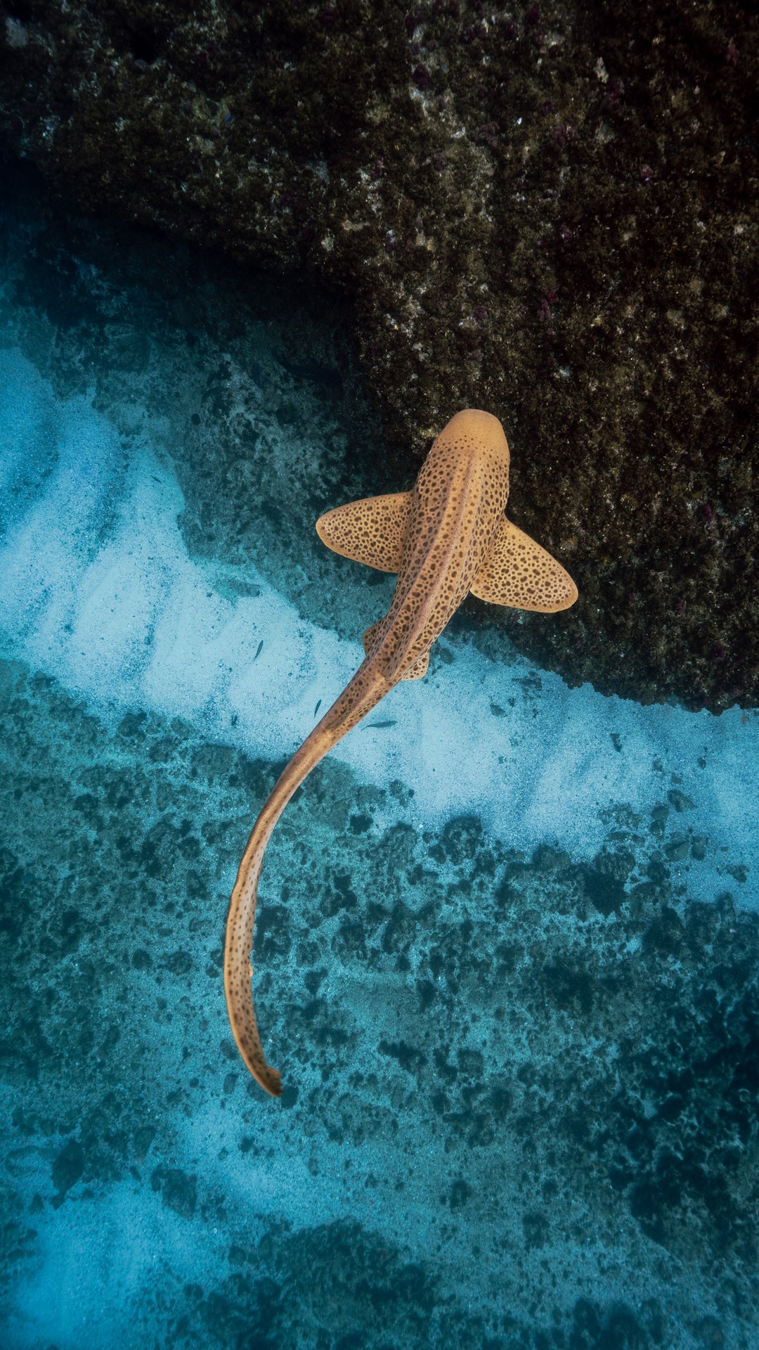 Julian Rocks Leopard Shark and Manta Ray Workshop