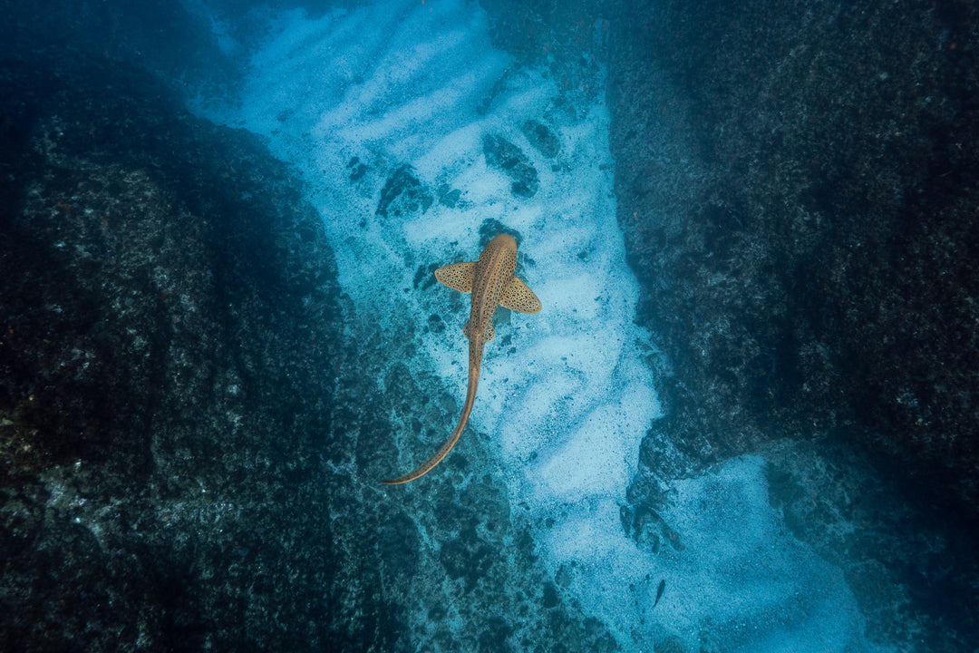 Julian Rocks Leopard Shark and Manta Ray Workshop