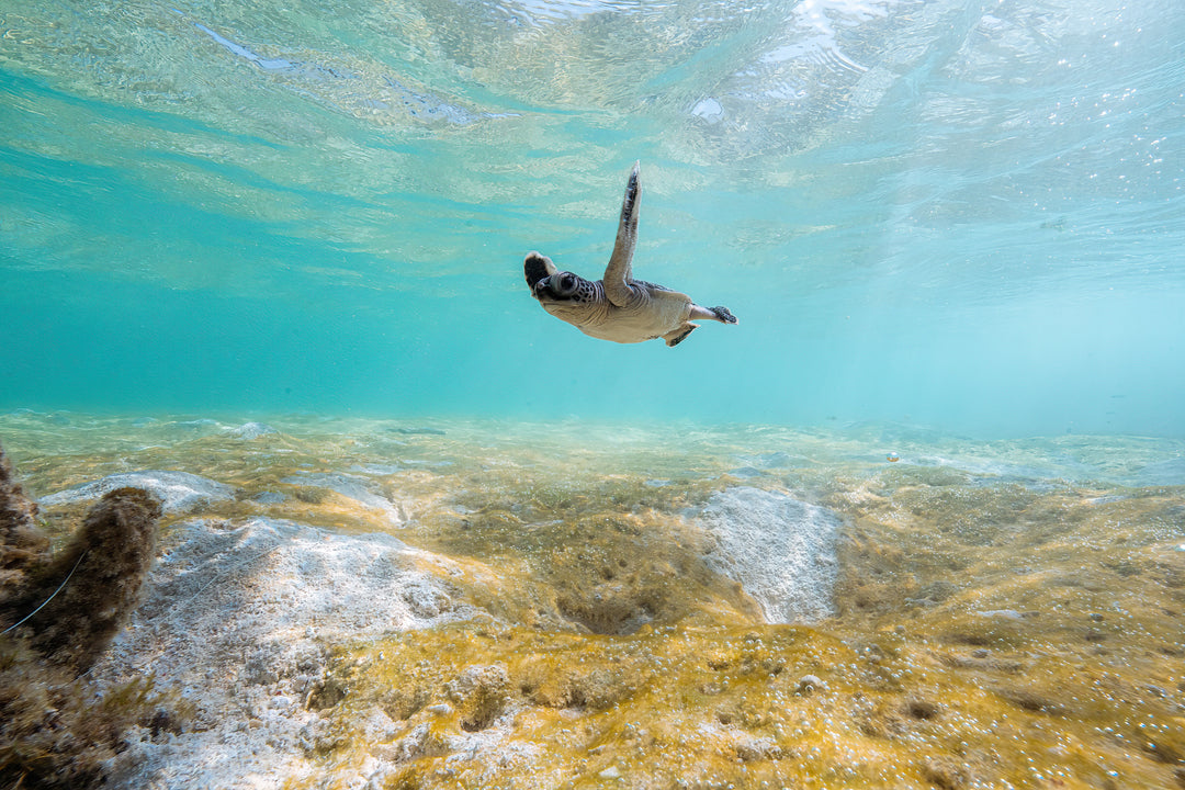 Heron Island - Turtle Hatchlings Workshop - March 2025