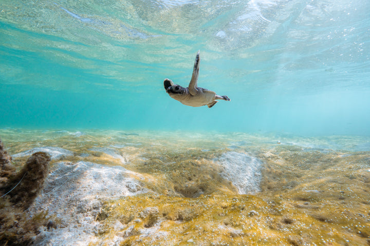 Heron Island - Turtle Hatchlings Workshop - March 2025