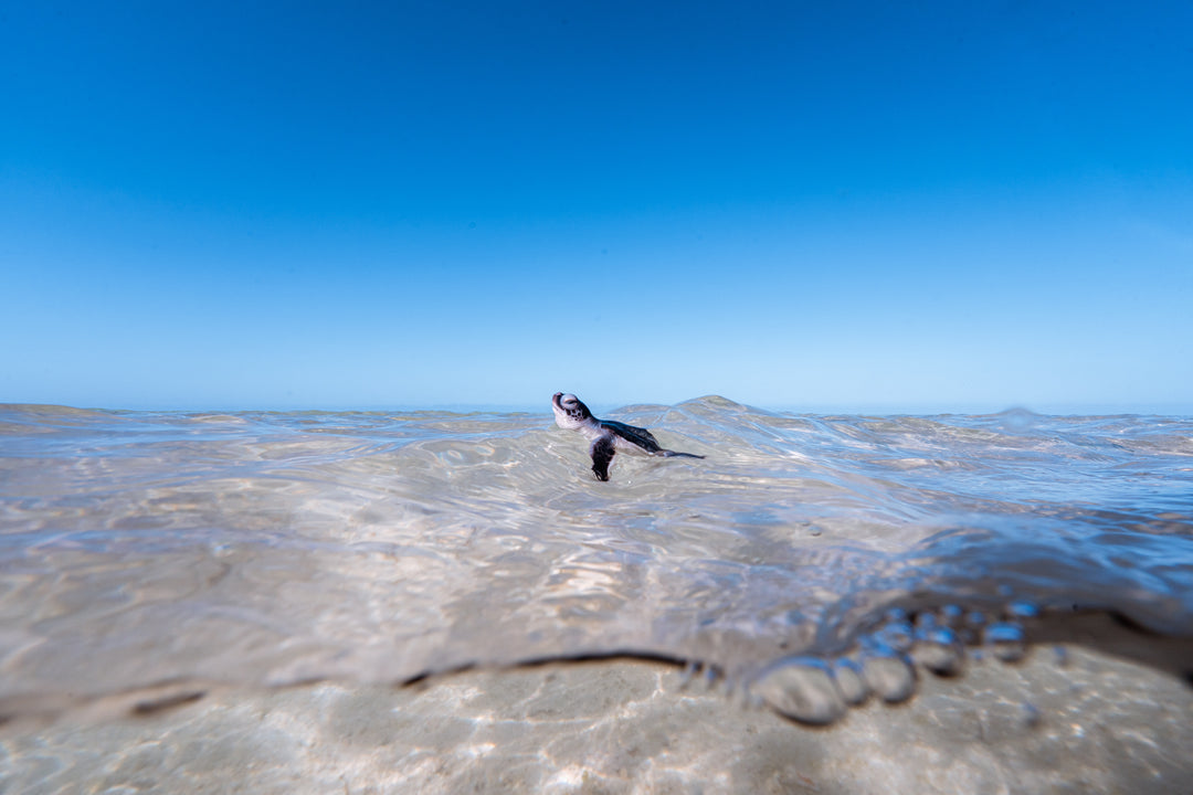 Heron Island - Turtle Hatchlings Workshop - March 2025