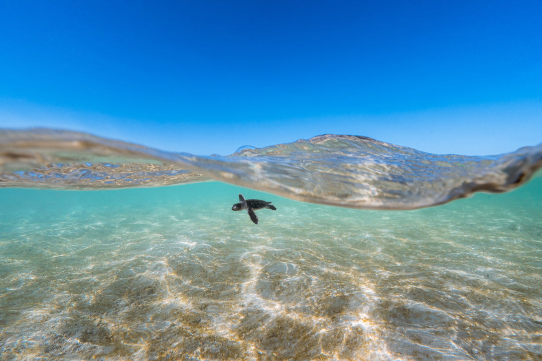 Heron Island - Turtle Hatchlings Workshop - March 2025