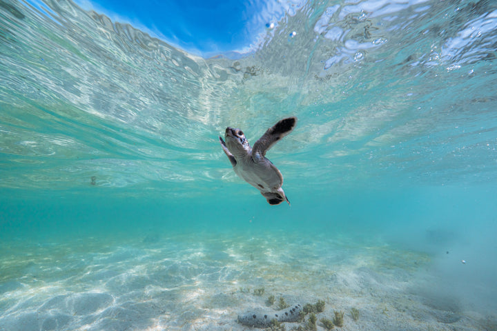 Heron Island - Turtle Hatchlings Workshop - March 2025