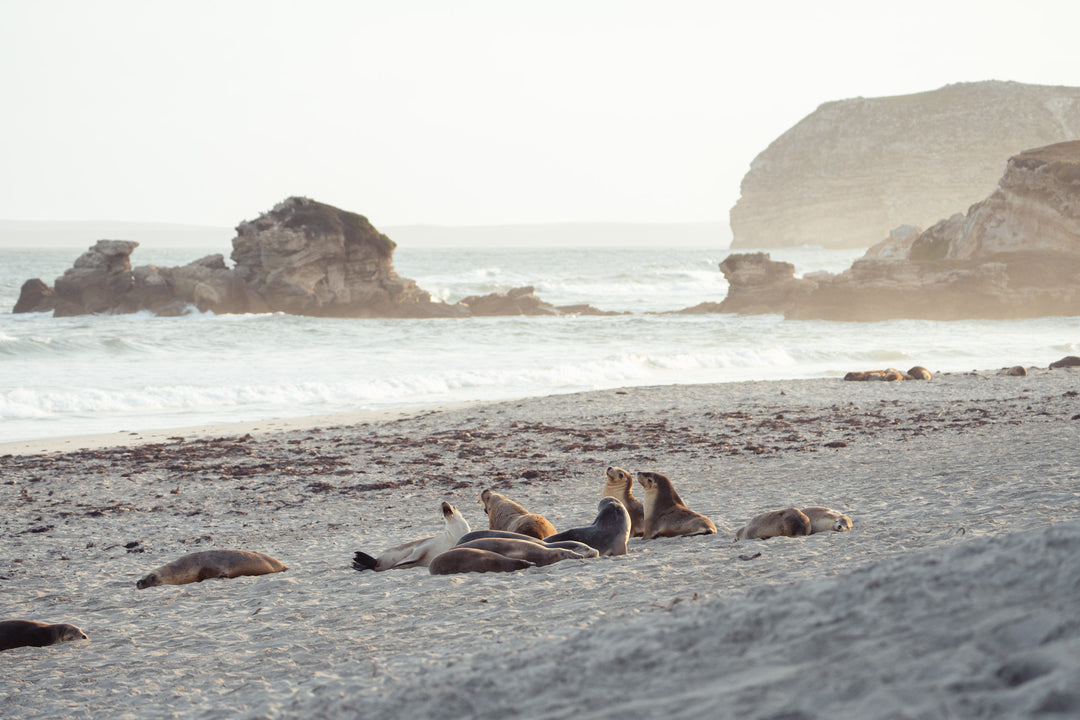 Kangaroo Island - The Australian Galapagos Workshop - May 2025