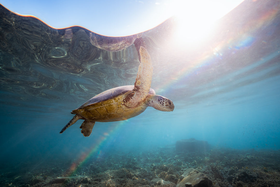 Lady Elliot Island Photography Workshop - February 2025