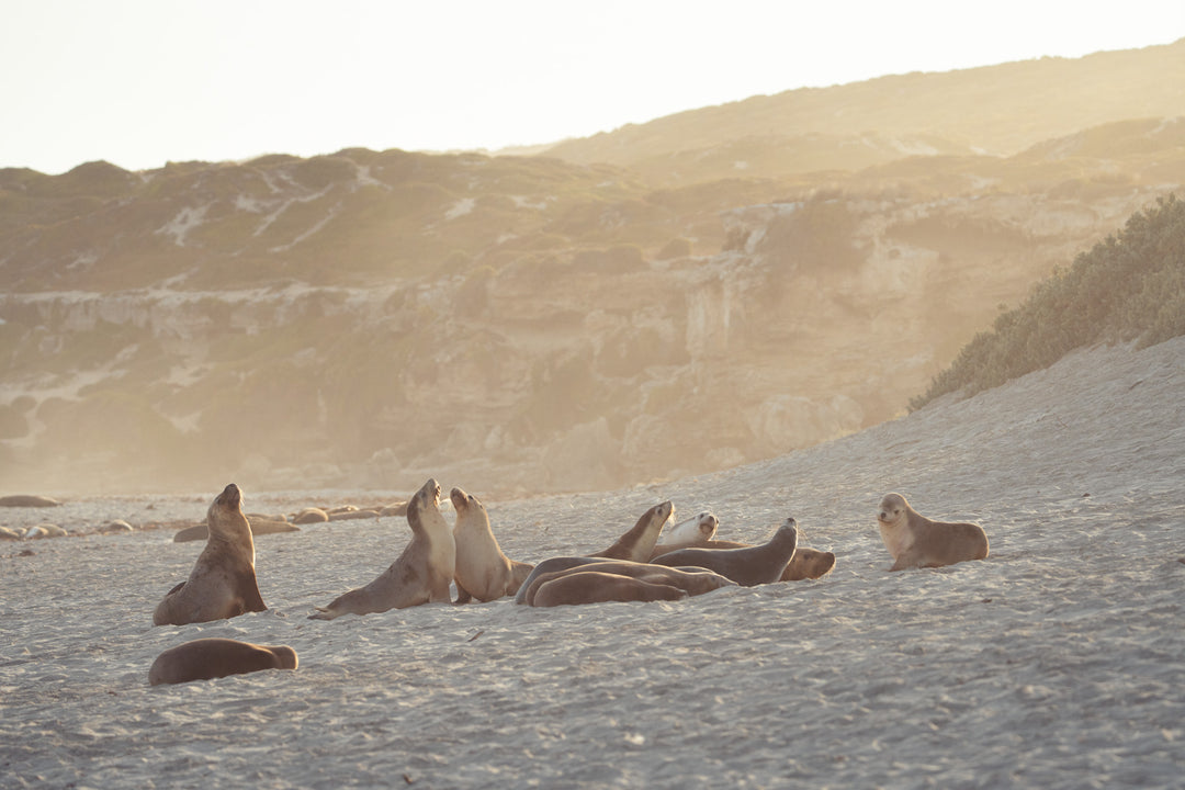 Kangaroo Island - The Australian Galapagos Workshop - May 2025