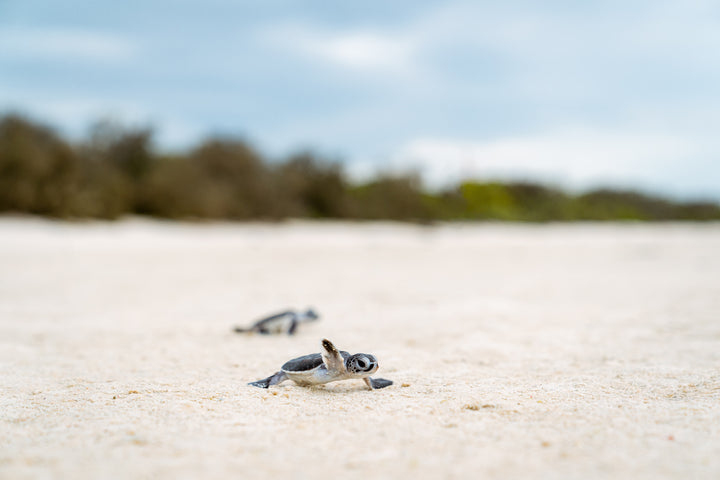 Heron Island - Turtle Hatchlings Workshop - March 2025