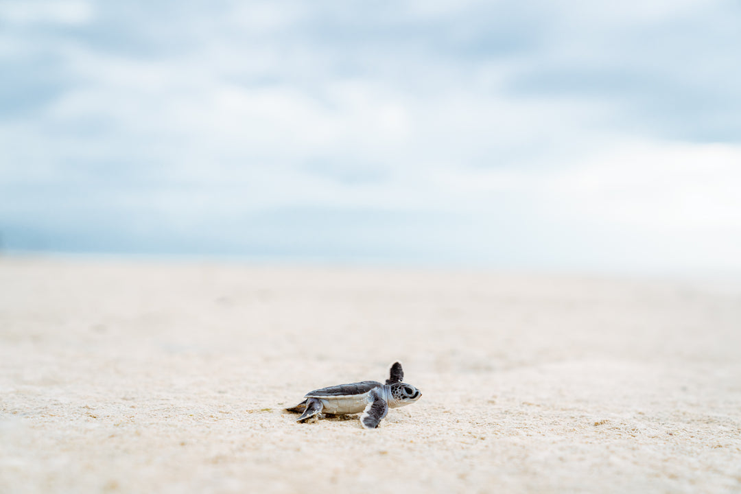 Heron Island - Turtle Hatchlings Workshop - March 2025