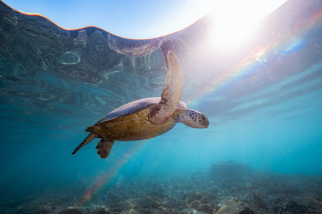 Green Sea Turtle’s Rainbow Odyssey