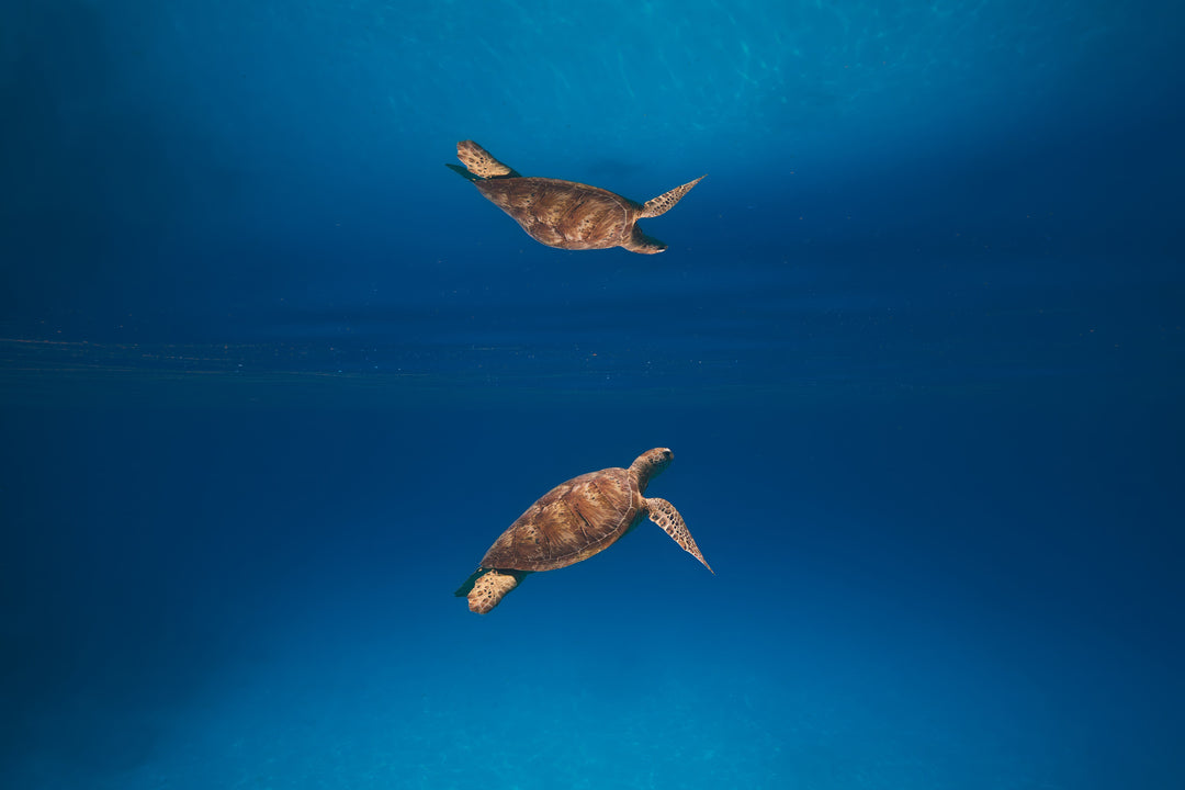 Green Sea Turtle’s Reflection