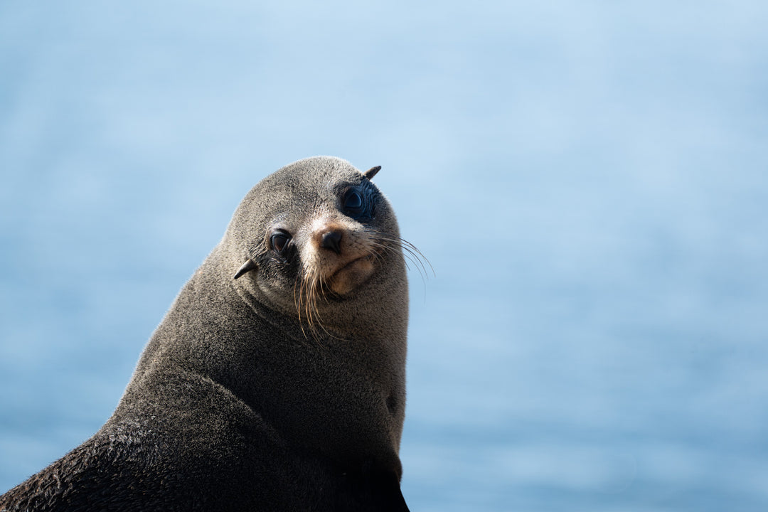 Kangaroo Island - The Australian Galapagos Workshop - May 2025