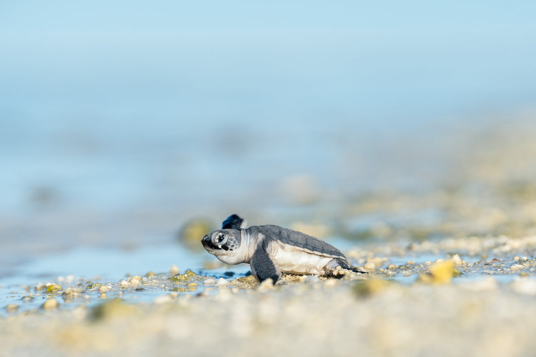 Heron Island - Turtle Hatchlings Workshop - March 2025