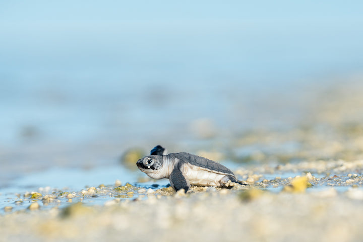 Heron Island - Turtle Hatchlings Workshop - March 2025