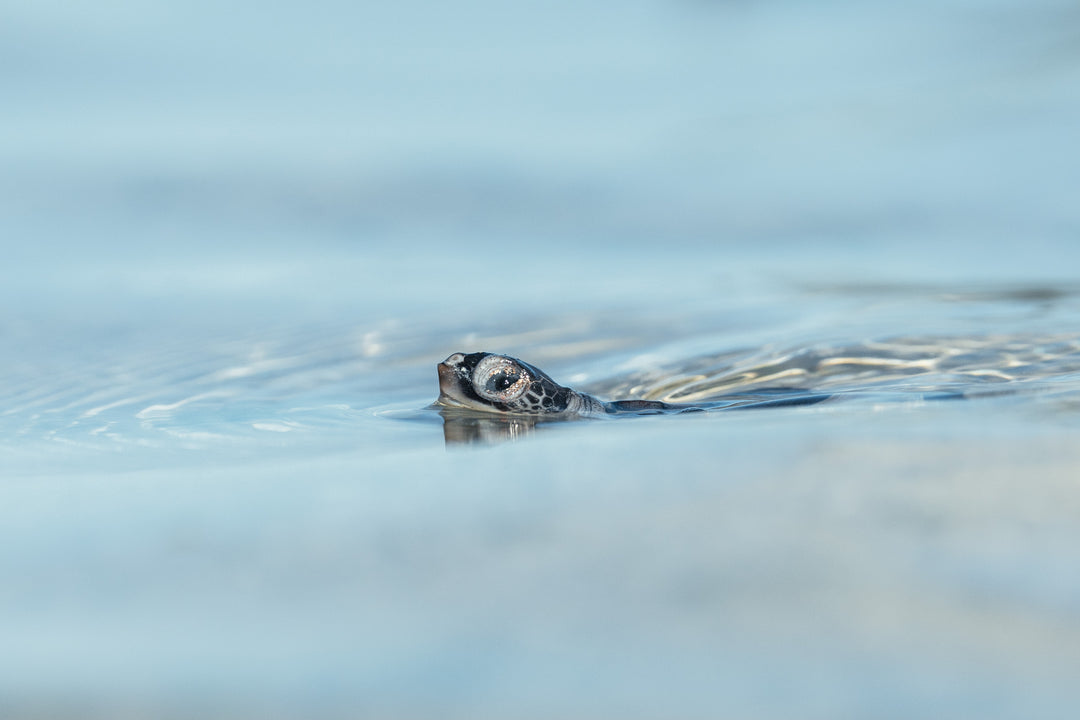 Heron Island - Turtle Hatchlings Workshop - March 2025