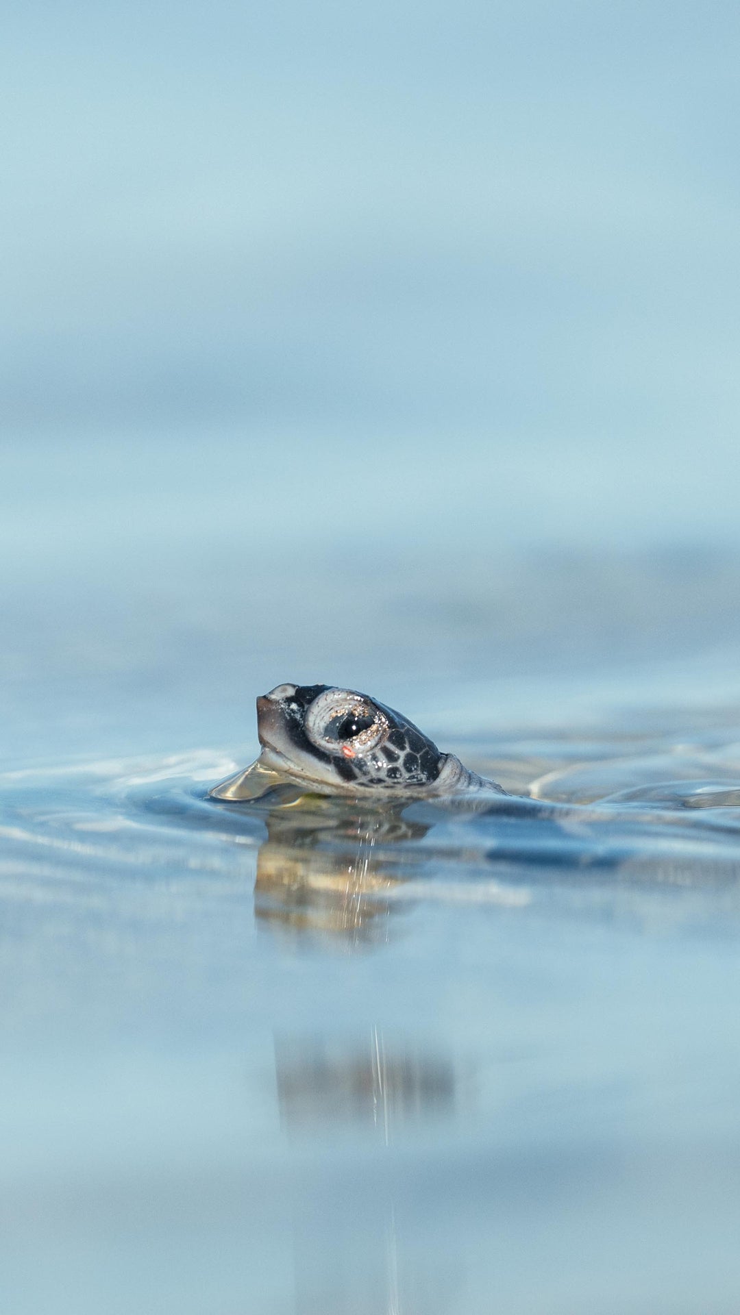 Turtle Hatchling Phone Wallpapers