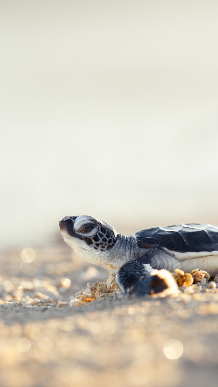 Turtle Hatchling Phone Wallpapers