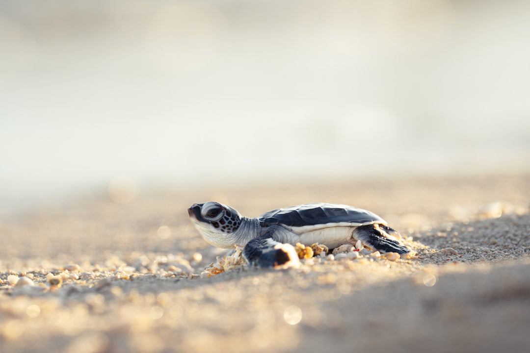 Heron Island - Turtle Hatchlings Workshop - March 2025