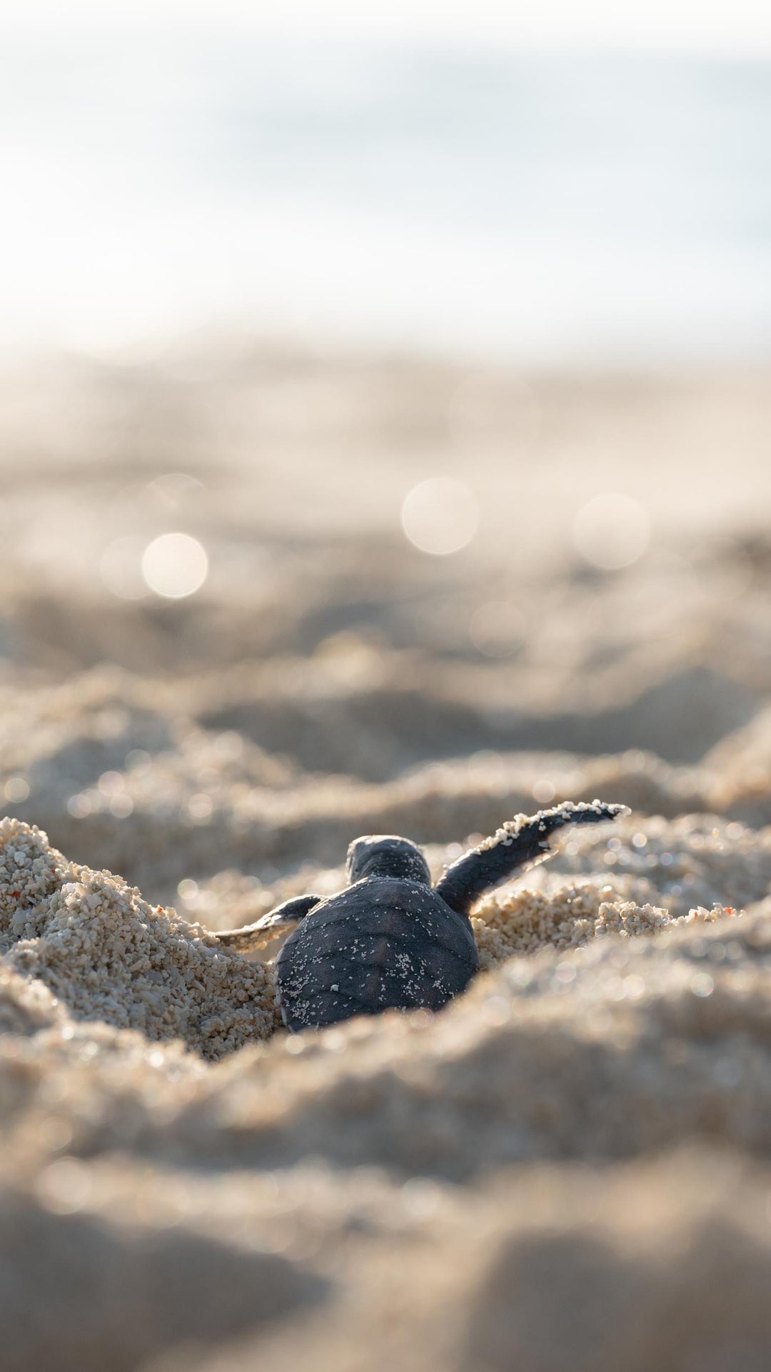 Turtle Hatchling Phone Wallpapers