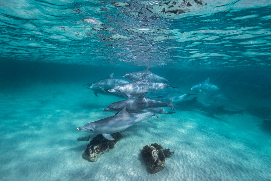 Kangaroo Island - The Australian Galapagos Workshop - May 2025